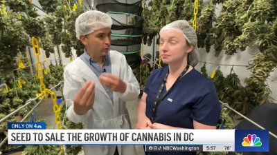Seed to sale: the growth of cannabis in DC