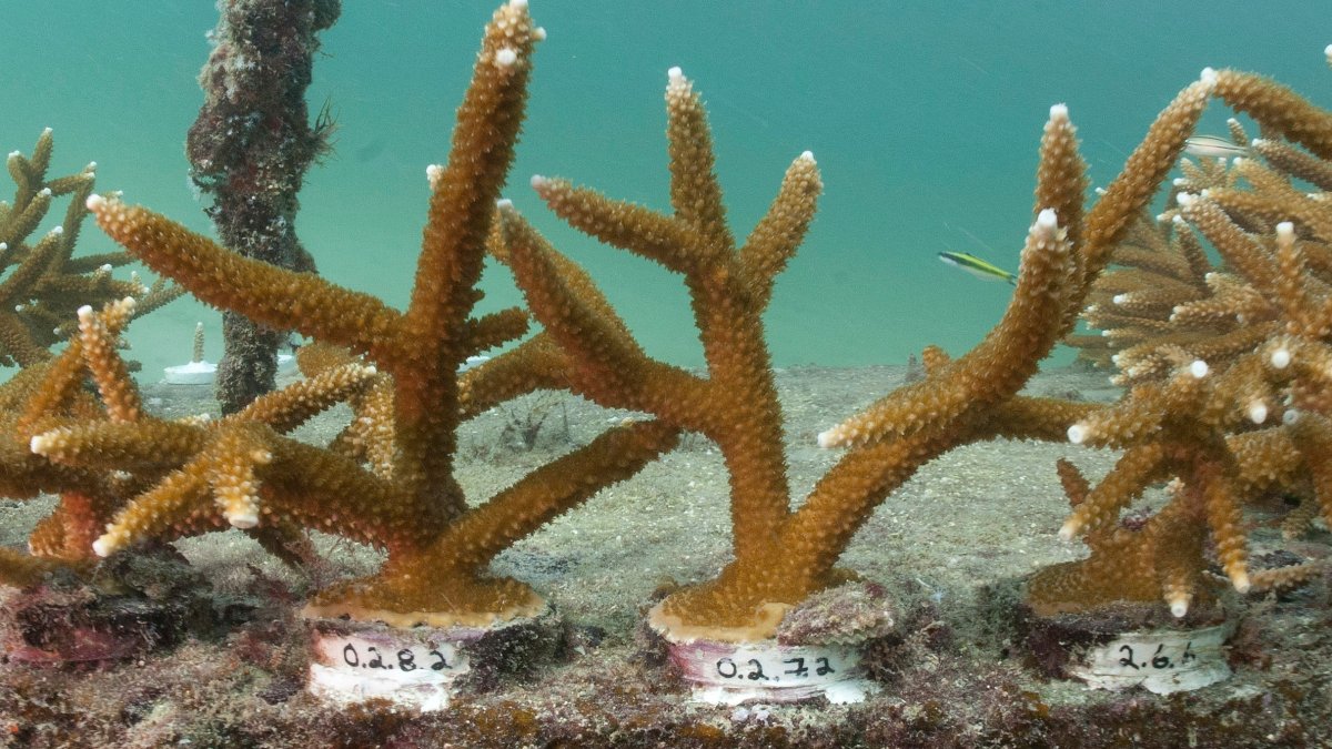 Florida researchers use boba straws to protect baby corals on ocean reefs – NBC4 Washington - Vimarsana News