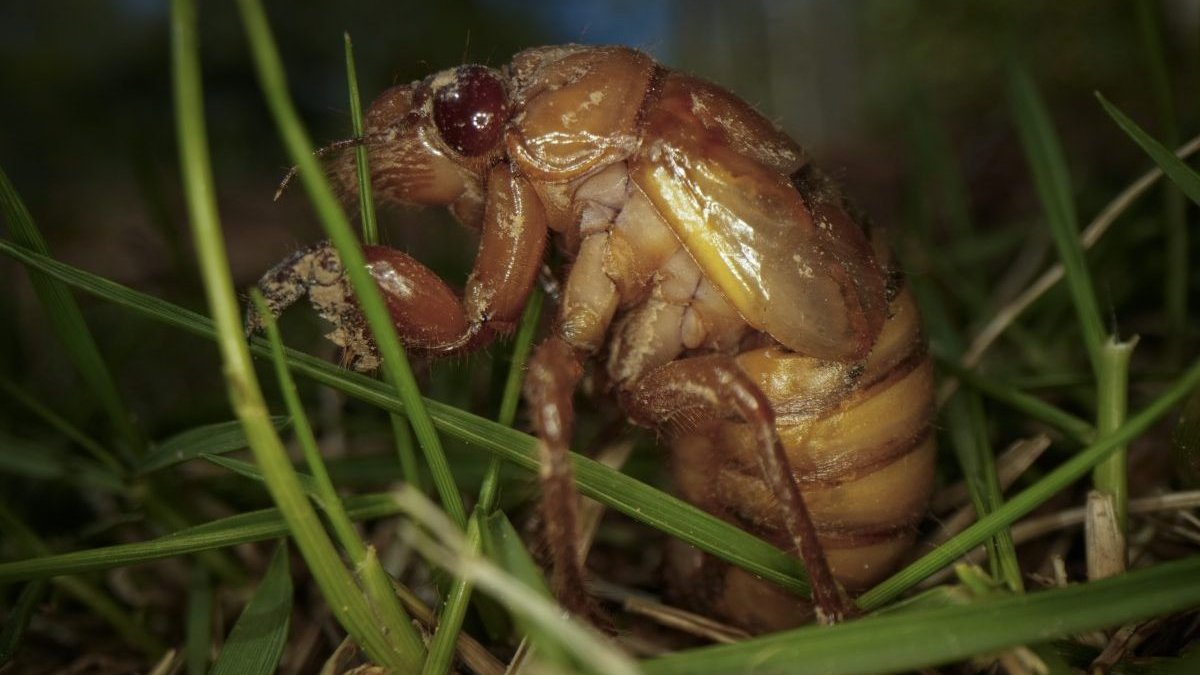 Cicada facts: Insect top of animal kingdom in urination flow rate – NBC4 Washington - Vimarsana News