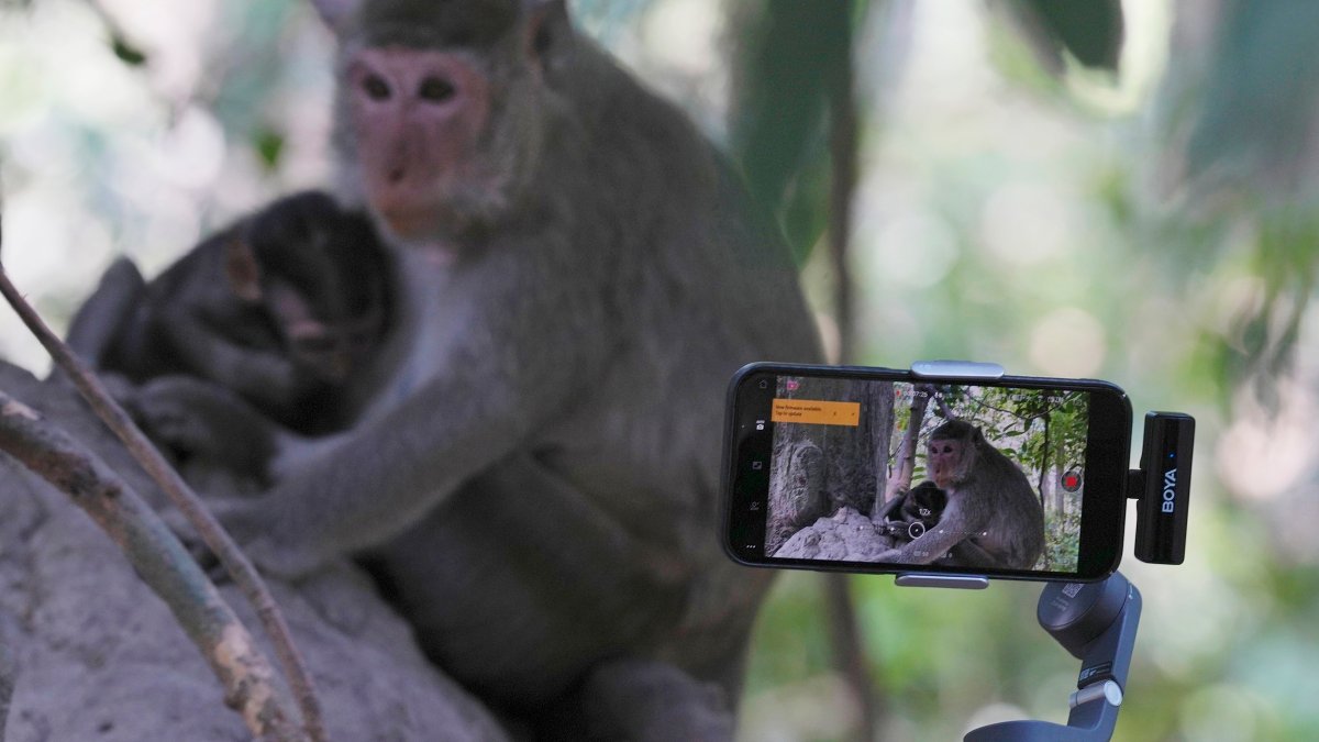 YouTubers increasingly abuse monkeys at the Angkor UNESCO site for clicks – NBC4 Washington - Vimarsana News