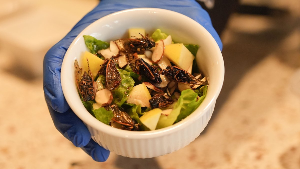New Orleans cafe offers insect-based treats with cicadas, crickets, more – NBC4 Washington - Vimarsana News