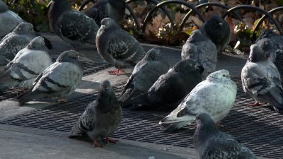 ¿Qué es la “gripe aviar”?