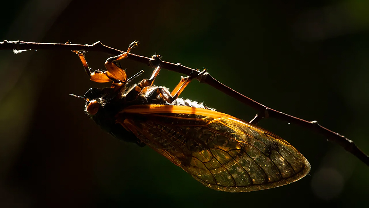 For cicadas, it’s safety in numbers. Is climate change throwing off