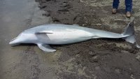 Officials offering $20,000 reward to find person who fatally shot dolphin in Louisiana