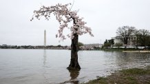 As the Washington Monument and the Thomas Jefferson Memorial are seen in the background, the cherry tree nicknamed "Stumpy" stands in high tide water amid cherry blossoms in peak bloom on March 25, 2023. According to a report from the National Oceanic and Atmospheric Administration (NOAA), climate change and rising sea levels are expected to threaten the root systems of cherry trees near the Tidal Basin. (Photo by Alex Wong/Getty Images)