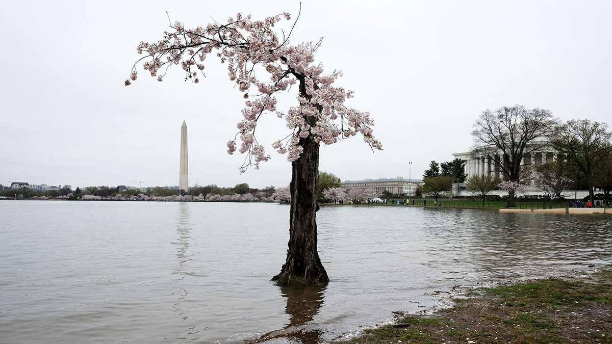 Where’s Stumpy? Why cherry blossom visitors can’t visit DC’s favorite ...