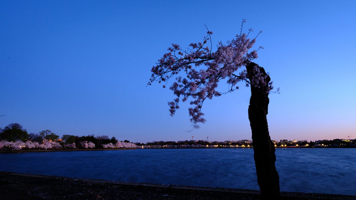 Stumpy, iconic DC cherry tree, removed from Tidal Basin – NBC4 Washington
