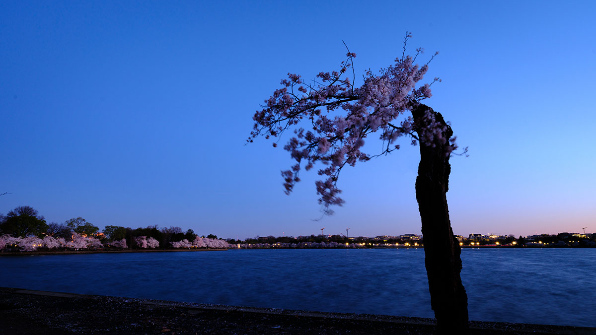 Stumpy, iconic DC cherry tree, removed from Tidal Basin – NBC4 Washington