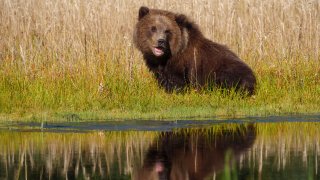 Coastal brown bear, also known as Grizzly Bear, Ursus Arcos, cub. South Central Alaska.