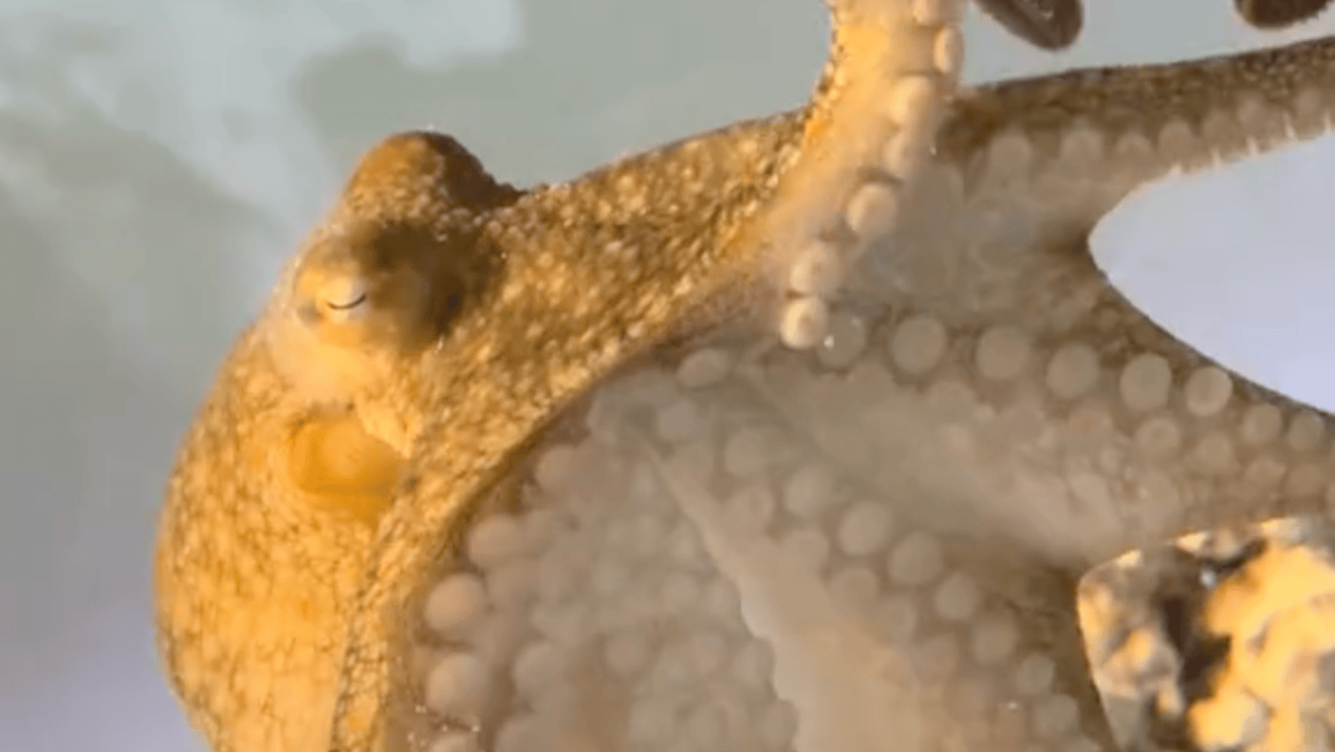 Oklahoma family's pet octopus births 50 babies - Vimarsana News