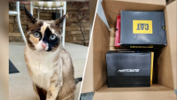 “No teníamos ni idea”: pareja devuelve a Amazon un paquete con su querida gata adentro