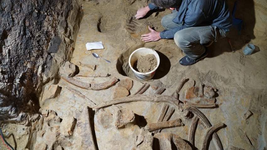 Archeologist Marc Händel uncovers mammoth bones in Gobelsburg, Austria.