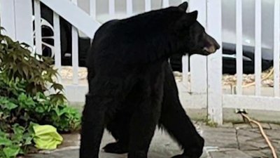 Black bear season in Brookland