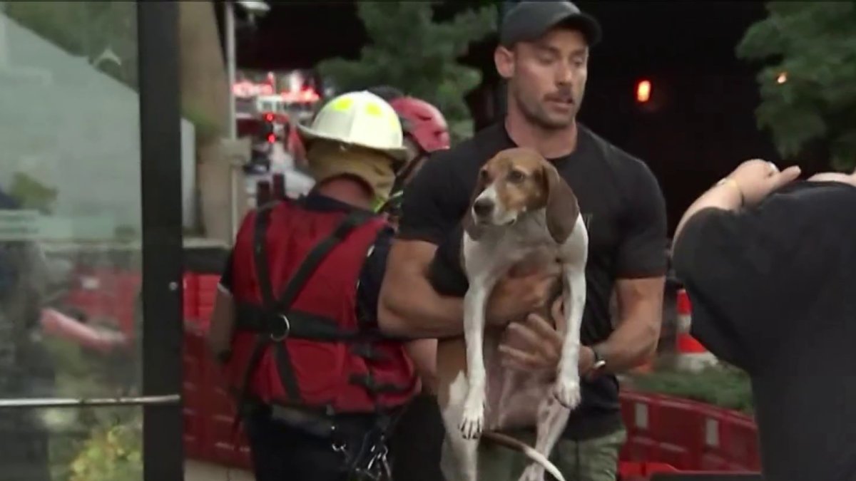 ‘Gross negligence’ Dog owners sue after deadly District Dogs flooding