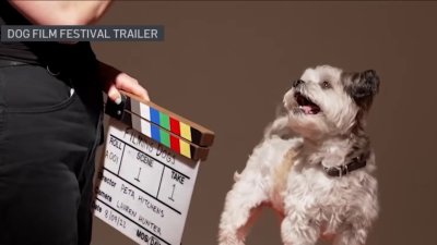 Competing cat and dog film festivals come to Arlington Drafthouse