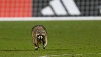 Raccoon steals the show at NYCFC vs Philadelphia Union match