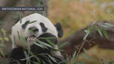 Giant pandas are officially returning to the National Zoo