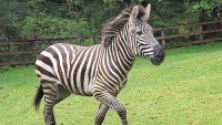 Runaway zebra remains on the lam five days after escaping in Washington state