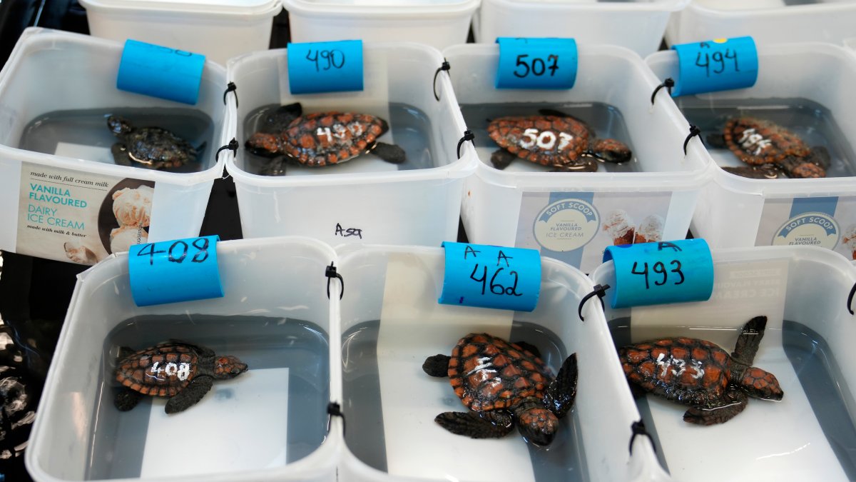Over 500 baby sea turtles rescued after they washed ashore in big storm off South Africa – NBC4 Washington - Vimarsana News