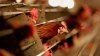 Will bird flu be the next pandemic and could it cause a lockdown? What experts say