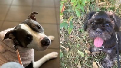 DC police officer shoots 2 dogs to death