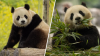 Pandas to return to DC's National Zoo