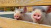 Piglets who jumped off pork truck to freedom now live in Potomac