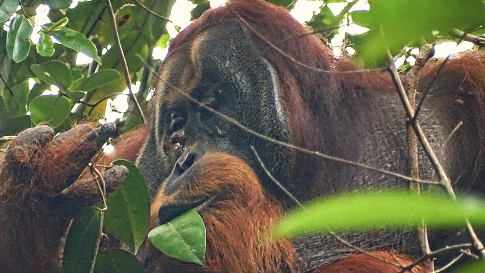 Orangutan seen treating wound with medicinal plant — a first NBC4