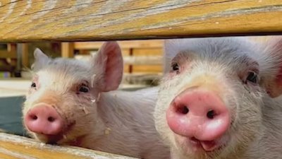 Escaped pigs find freedom at Rosie's Farm