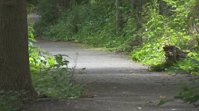 VDOT contractor struck and killed bear, dumped it in Arlington