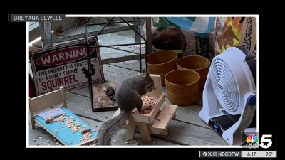 Texas woman opens backyard ‘squirrel resort' to help critters cool off