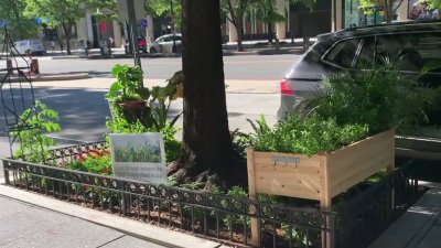 DC neighborhood introduces new tree boxes with hopes of attracting pollinators