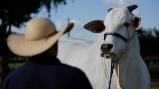 A stockman watches over the Nelore cow known as Viatina-19 at a farm in Uberaba, Minas Gerais state, Brazil.