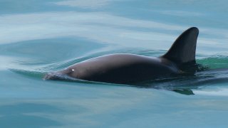 This undated photo provided by The National Oceanic and Atmospheric Administration shows a vaquita porpoise. The number of Mexico’s critically endangered vaquita marina porpoises sighted in the Gulf of California has fallen to between 6 and 8 this year, Sea Shepherd researchers said Tuesday, June 11, 2024.