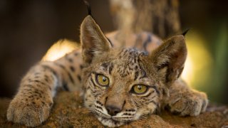 An Iberian lynx