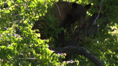 Black bear takes up residence in Salt Lake City neighborhood