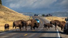 American bison