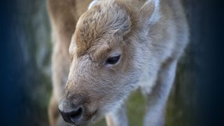 An American white bison calf