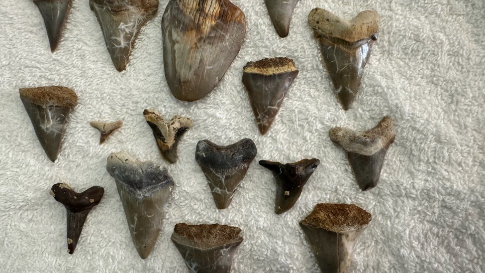 South Carolina fossil hunt unearths ‘monster’ megalodon tooth – NBC4