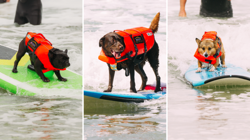 Canine surfers took part in the surf dog competition in Huntington Beach Friday.