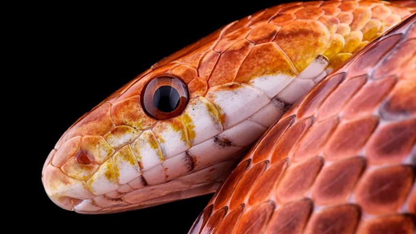 Portrait of corn snake, Pantherophis guttatus, in front of black background