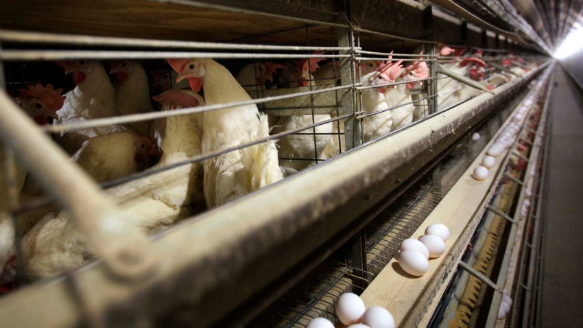 Chickens stand in their cages at a farm