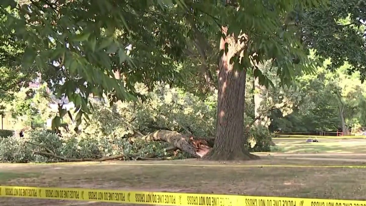 ‘We tried to help her’ Woman killed by falling tree limb in park on Capitol Hill NBC4 Washington