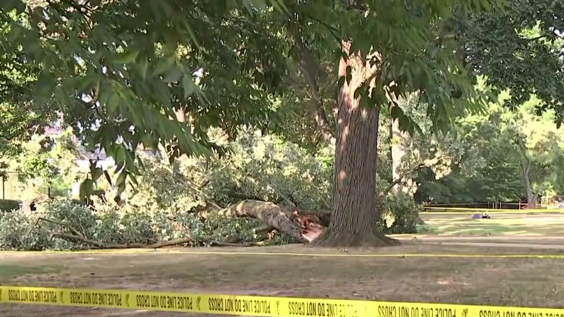 Woman killed by falling tree in park on Capitol Hill