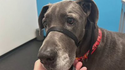 3 dog deaths investigated at Potomac Yard PetSmart