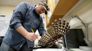 Wildlife technician Jordan Hazan.