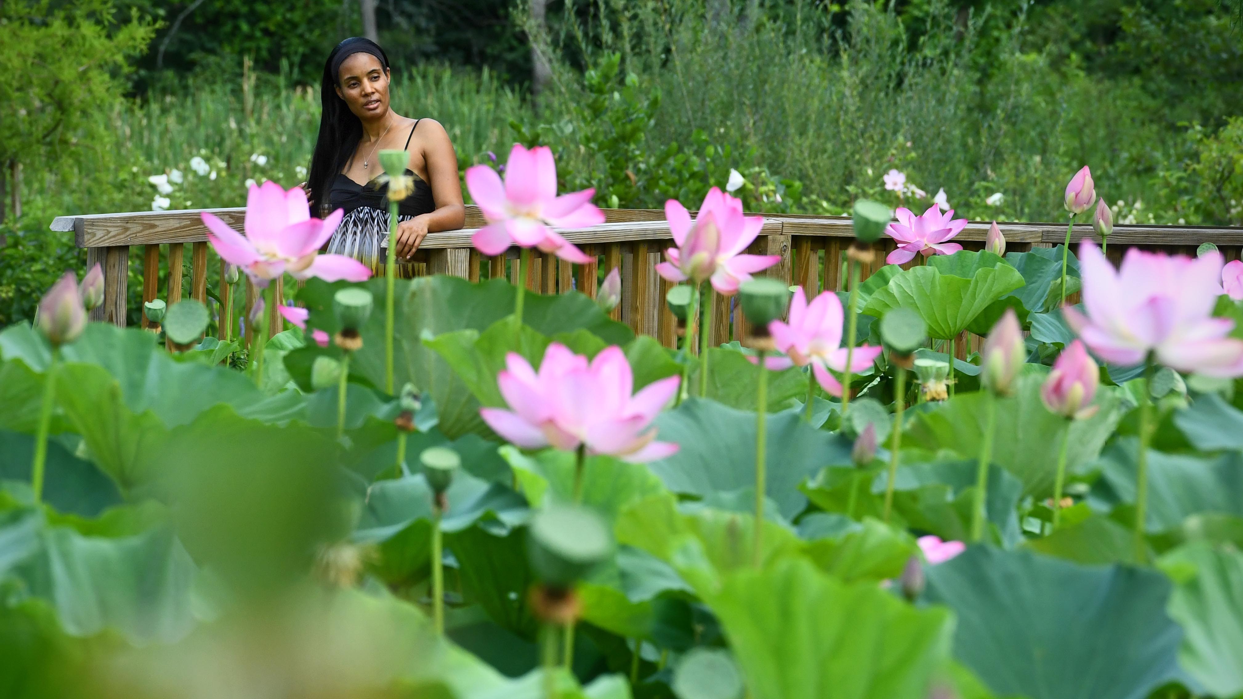 Petal party: Lotus and Water Lily Festival to bloom at Kenilworth Aquatic Gardens 