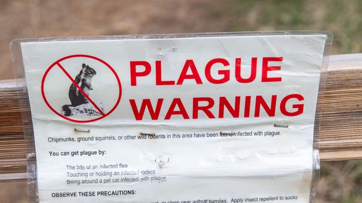 Human case of Bubonic plague confirmed in Colorado. What to know NBC4