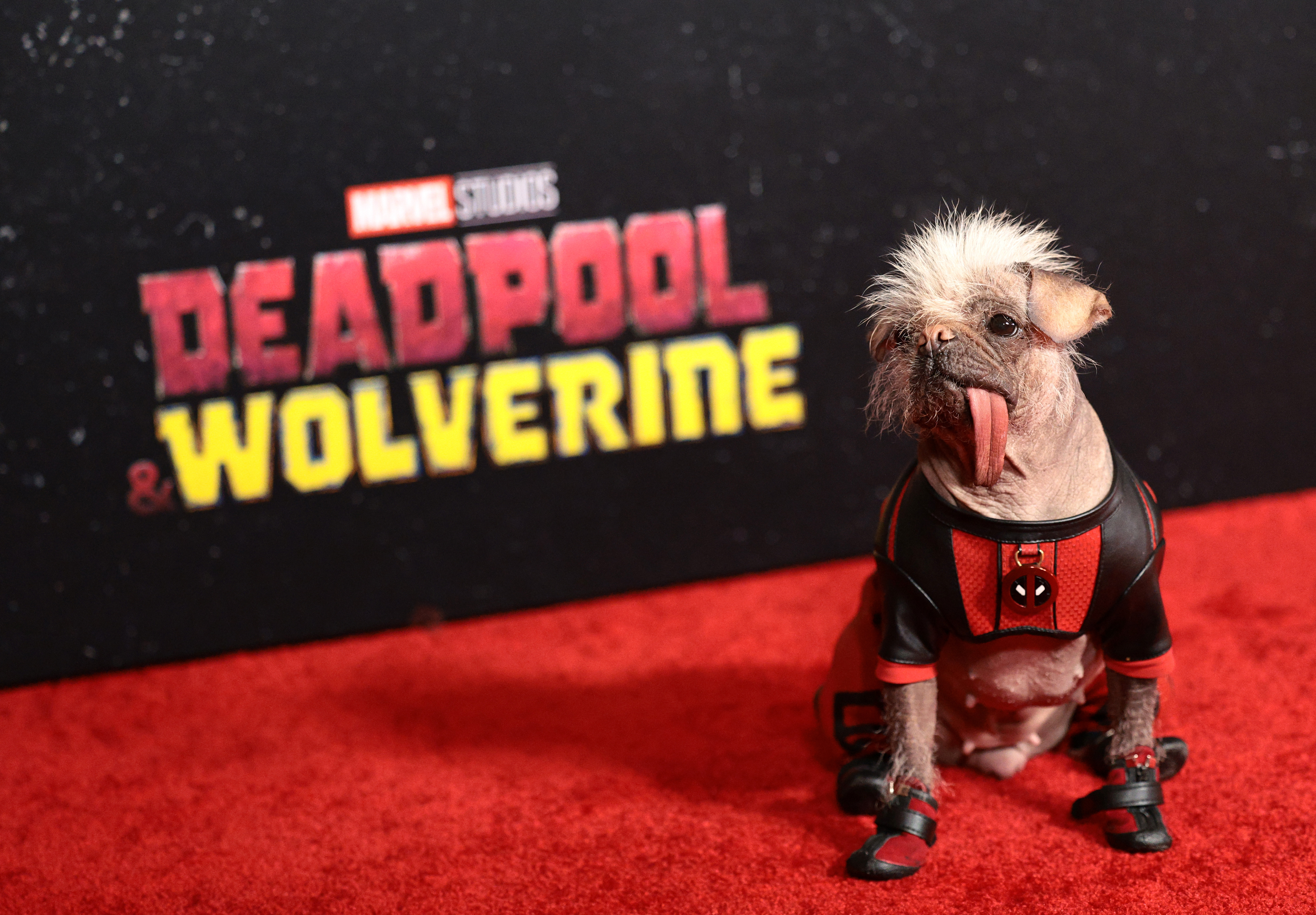 Peggy's red carpet journey from ‘Britain's Ugliest Dog' to ‘Deadpool'