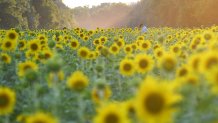 MARYLAND, July 17, 2017 -- Visitors enjoy sunflowers at Mckee-Beshers Wildlife Management Area in Maryland, the United States, July 16, 2017. (Xinhua/Yin Bogu via Getty Images)